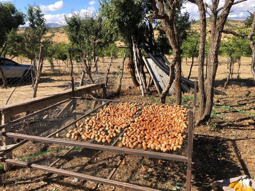 Bingöl'de 12 yıl sonra ilk büyük hasat! Tek tek toplanıyor: 6 ton rekolte bekleniyor