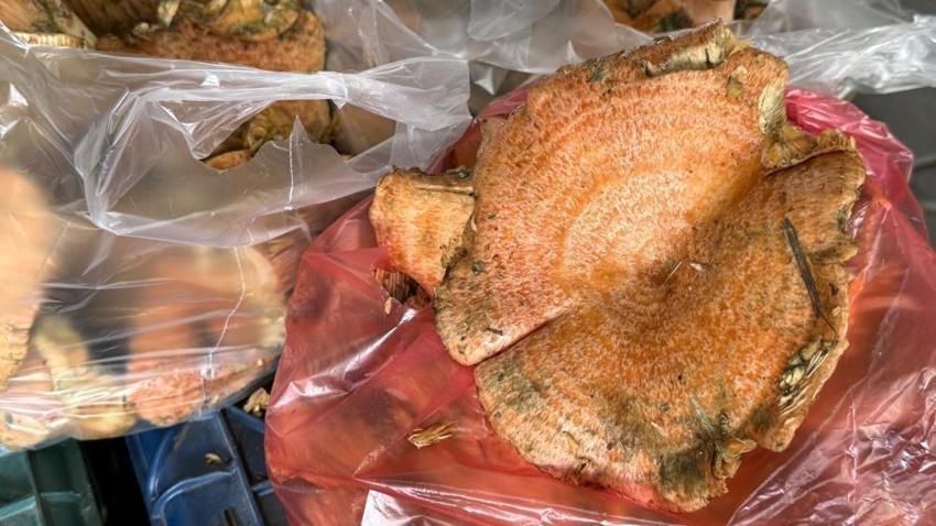Yağmurların ardından ortaya çıktı! Kilogramı 500 TL’den kapış kapış satılıyor