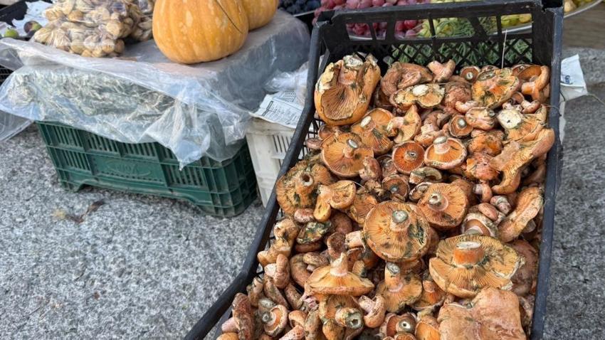 Yağmurların ardından ortaya çıktı! Kilogramı 500 TL’den kapış kapış satılıyor