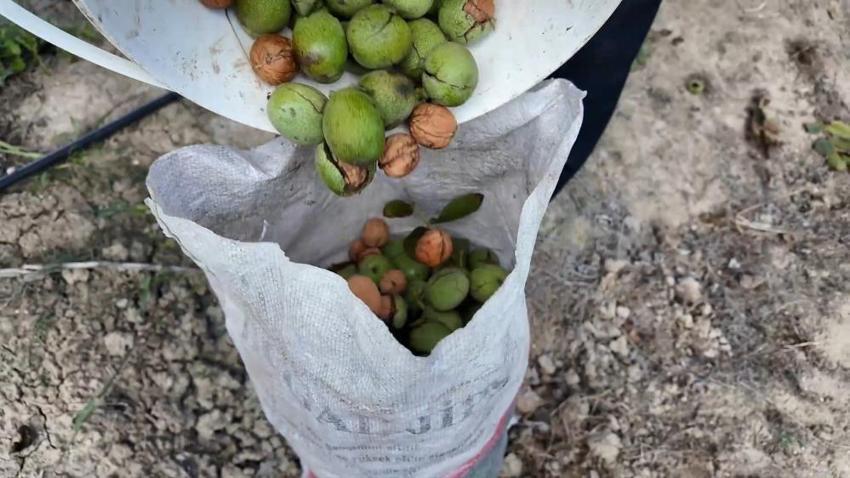 Tekirdağ’da ceviz hasadı başladı: Üretici emeğinin karşılığını topluyor