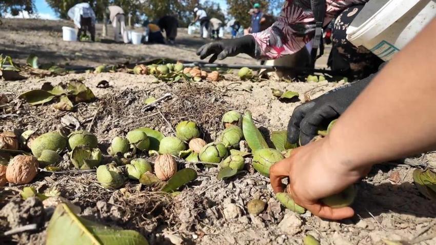 Tekirdağ’da ceviz hasadı başladı: Üretici emeğinin karşılığını topluyor