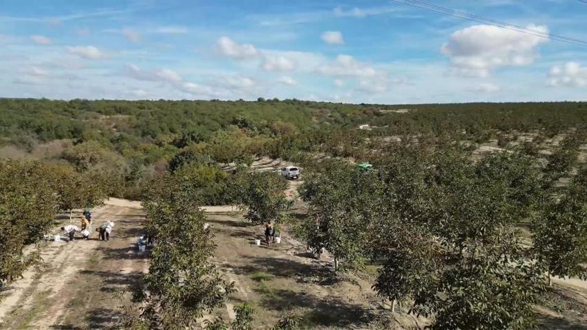 Tekirdağ’da ceviz hasadı başladı: Üretici emeğinin karşılığını topluyor
