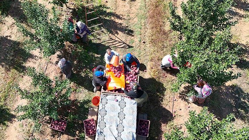 Isparta’da bahçeler doldu taştı! 1 milyon tonluk hasat bekleniyor