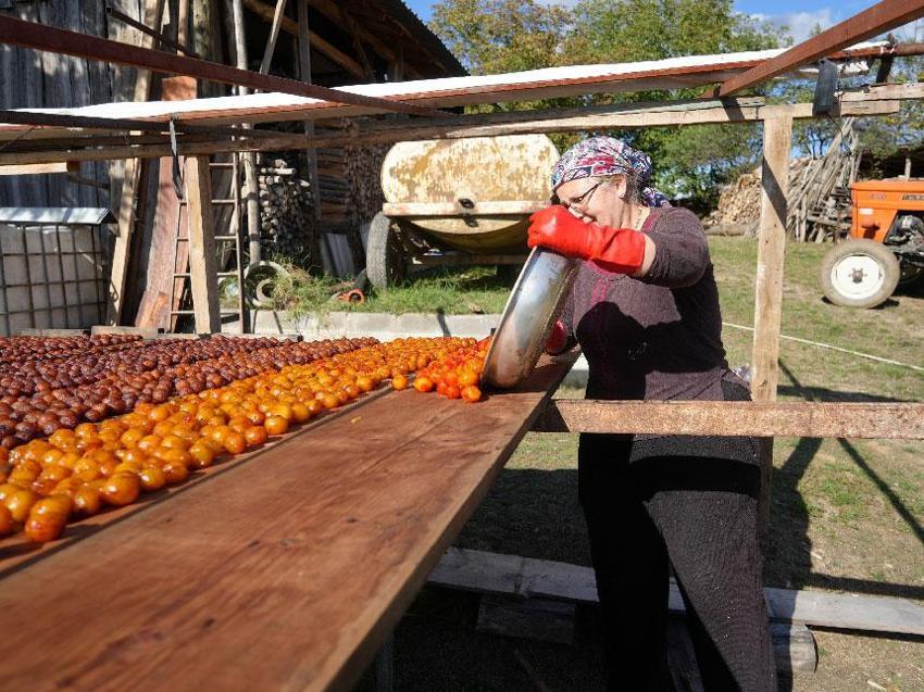 Sadece Kastamonu'da yetişen ve Osmanlı mutfağının vazgeçilmez coğrafi işaretli meyvesi üryani eriğinin hasadı başladı