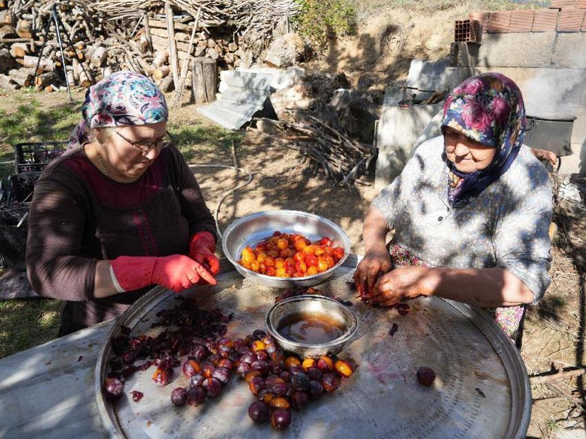 Sadece Kastamonu'da yetişen ve Osmanlı mutfağının vazgeçilmez coğrafi işaretli meyvesi üryani eriğinin hasadı başladı