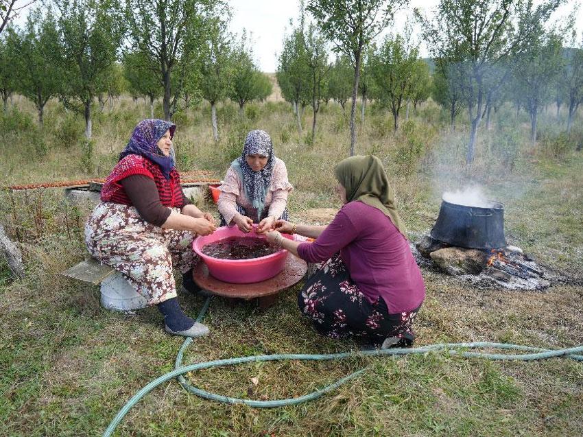Sadece Kastamonu'da yetişen ve Osmanlı mutfağının vazgeçilmez coğrafi işaretli meyvesi üryani eriğinin hasadı başladı