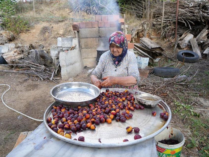 Sadece Kastamonu'da yetişen ve Osmanlı mutfağının vazgeçilmez coğrafi işaretli meyvesi üryani eriğinin hasadı başladı