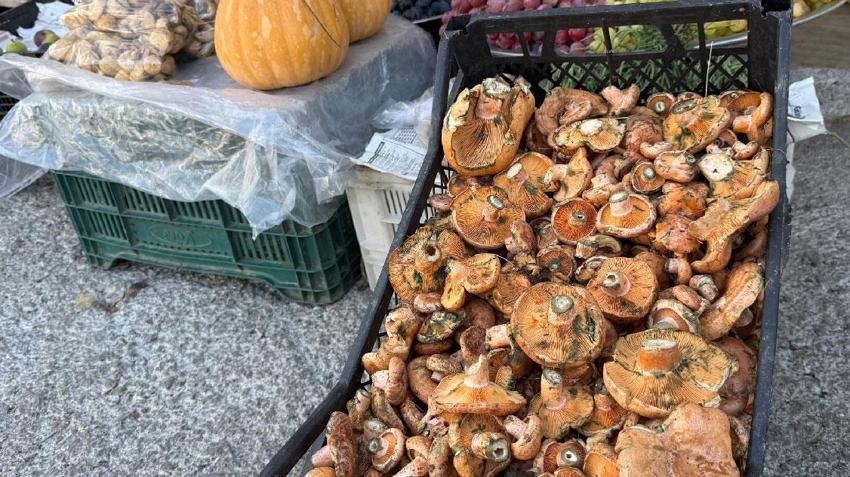 Menteşe’de ilk çıntarlar tezgahlarda! kilogram fiyatı 500 liradan satışa sunuldu