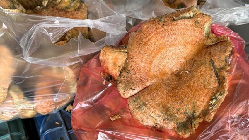 Menteşe’de ilk çıntarlar tezgahlarda! kilogram fiyatı 500 liradan satışa sunuldu