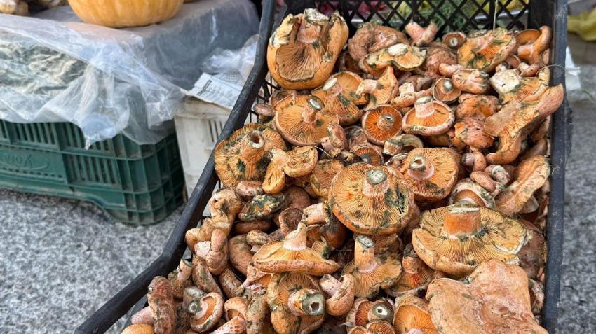 Menteşe’de ilk çıntarlar tezgahlarda! kilogram fiyatı 500 liradan satışa sunuldu