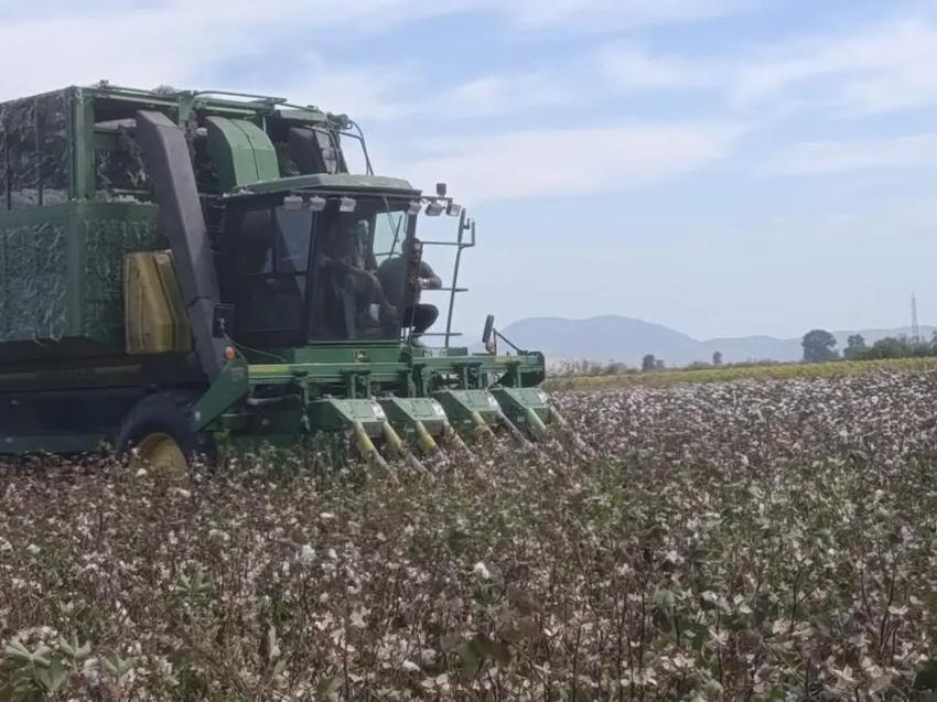 AB tescilli dünyaca ünlü üründe ilk hasat! Tarladaki beyaz altın kazanca dönüşüyor