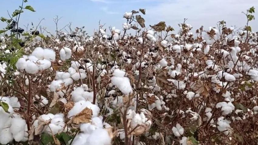 AB tescilli dünyaca ünlü üründe ilk hasat! Tarladaki beyaz altın kazanca dönüşüyor