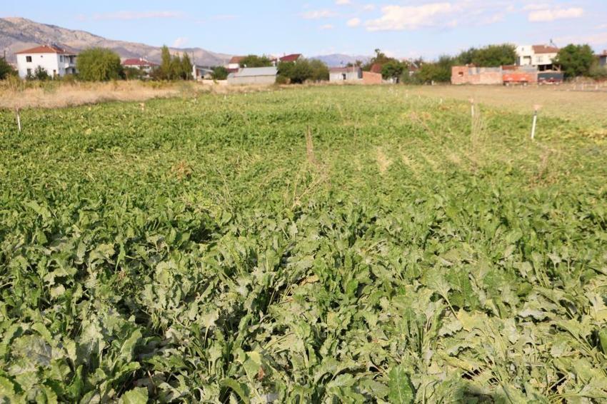 Elazığ'da hasat başladı: Çiftçiler tarlada rekora koşuyor! 10-15 senedir ekilmeyen tarlalarda verim katlandı