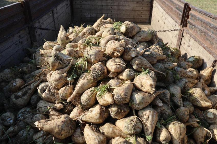 Elazığ'da hasat başladı: Çiftçiler tarlada rekora koşuyor! 10-15 senedir ekilmeyen tarlalarda verim katlandı