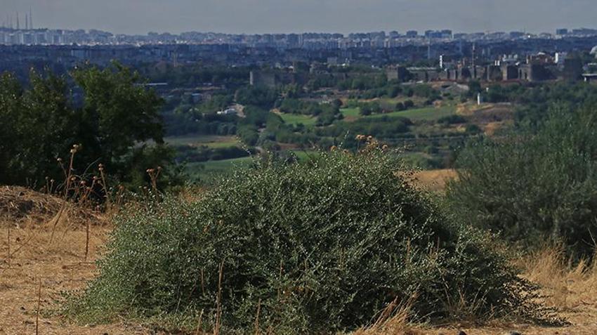 Dünyanın nadir kelebekleri Diyarbakır'da: Beyaz öncü kelebekleri Hevsel Bahçeleri'ne akın etti!