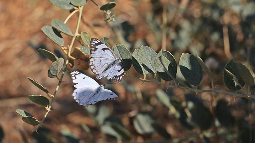 Dünyanın nadir kelebekleri Diyarbakır'da: Beyaz öncü kelebekleri Hevsel Bahçeleri'ne akın etti!