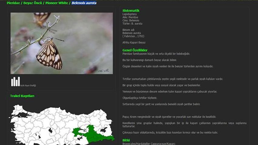 Dünyanın nadir kelebekleri Diyarbakır'da: Beyaz öncü kelebekleri Hevsel Bahçeleri'ne akın etti!