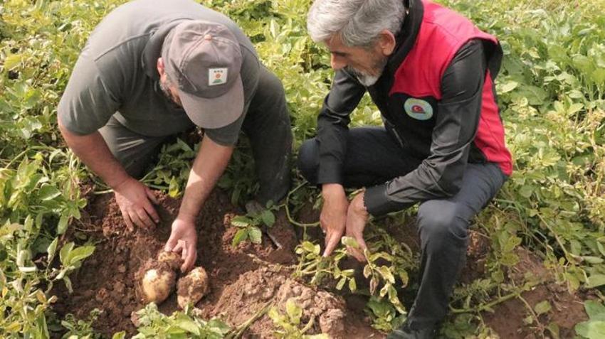 Sivas’ta hasat için geri sayım! Herkes 29 Ekim'i bekliyor: O tarihten önce tek bir tane bile sökülmeyecek!