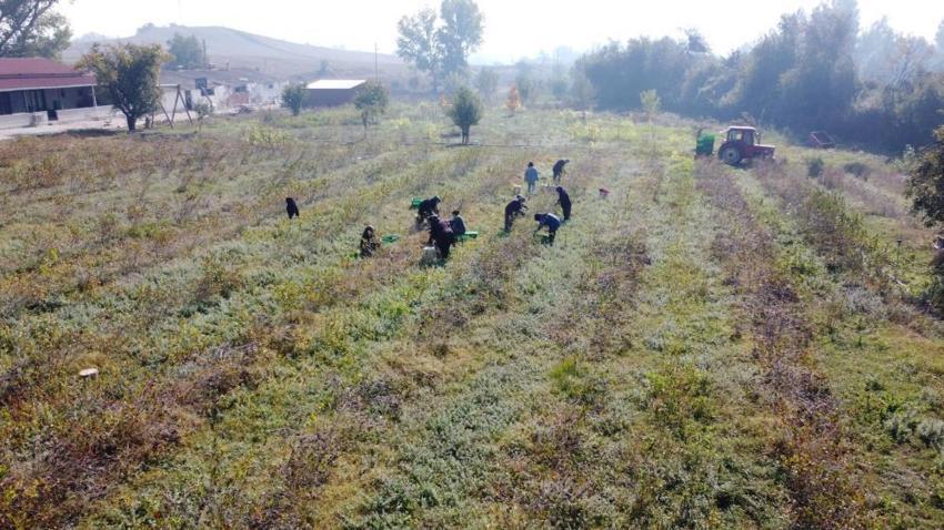İnşaat mezunuydu, tarlası için ziraat mühendisliği okumaya başladı: Öğrendiği teknikle 10 dönümlük arazide üretim rekoru kırdı!