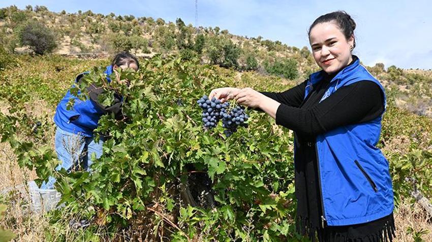 Yaşlı çiftin üzümleri tarlada kalmasın diye seferber oldular!