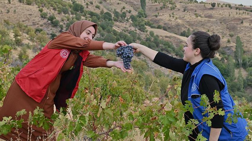 Yaşlı çiftin üzümleri tarlada kalmasın diye seferber oldular!