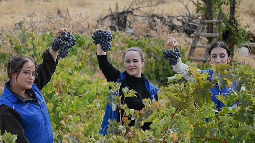 Yaşlı çiftin üzümleri tarlada kalmasın diye seferber oldular!