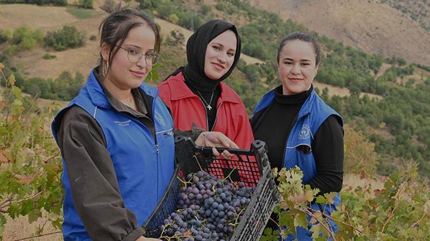 Yaşlı çiftin üzümleri tarlada kalmasın diye seferber oldular!