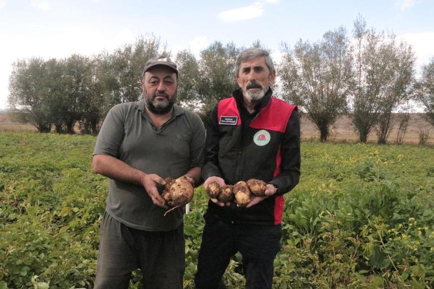 Sivas'ta gözler 29 Ekim'e çevrildi! Türkiye'de patates sökümünün en son yapıldığı şehirde hedef 500 bin tonun üzerinde ürün