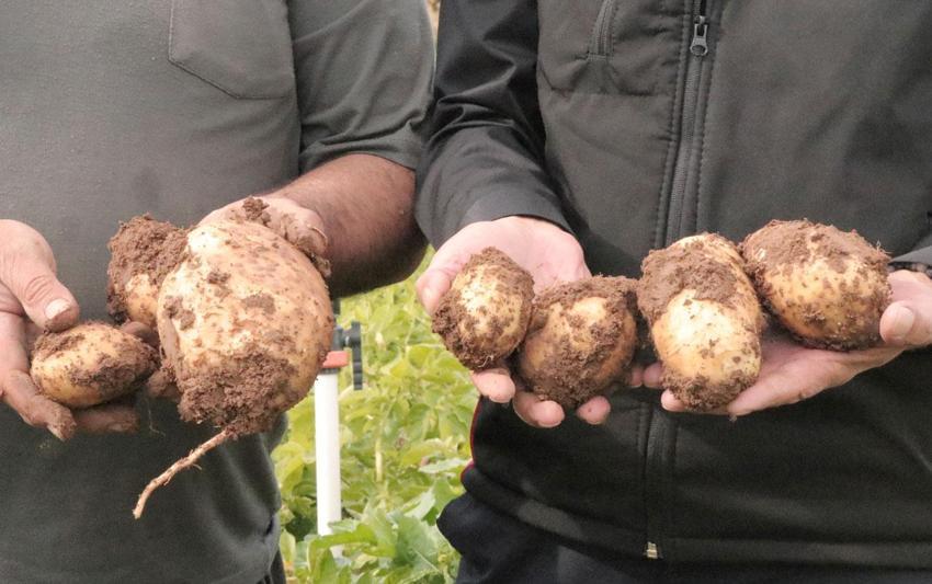 Sivas'ta gözler 29 Ekim'e çevrildi! Türkiye'de patates sökümünün en son yapıldığı şehirde hedef 500 bin tonun üzerinde ürün