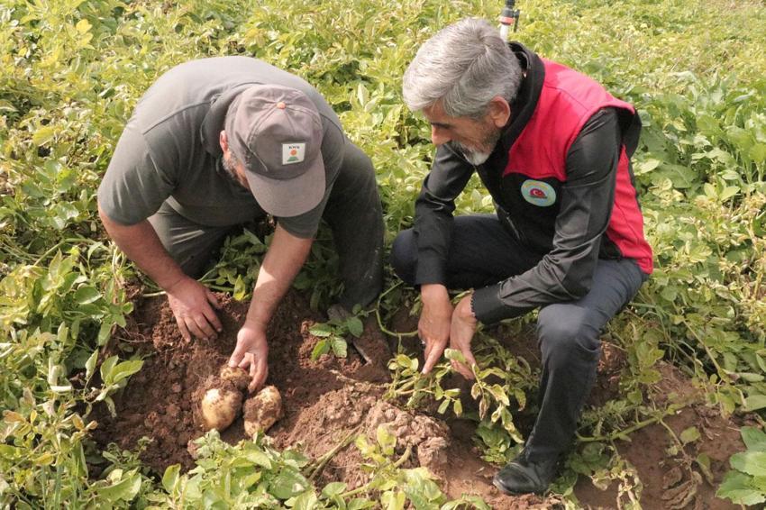 Sivas'ta gözler 29 Ekim'e çevrildi! Türkiye'de patates sökümünün en son yapıldığı şehirde hedef 500 bin tonun üzerinde ürün