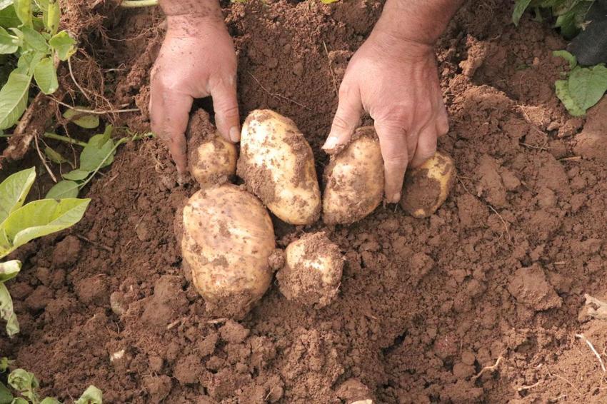Sivas'ta gözler 29 Ekim'e çevrildi! Türkiye'de patates sökümünün en son yapıldığı şehirde hedef 500 bin tonun üzerinde ürün