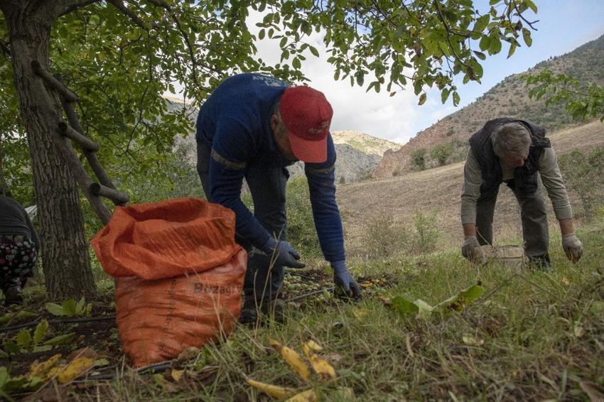 Tescilli Şebin cevizinde rekolte üreticileri sevindirdi! Kilogram fiyatı 350 lira