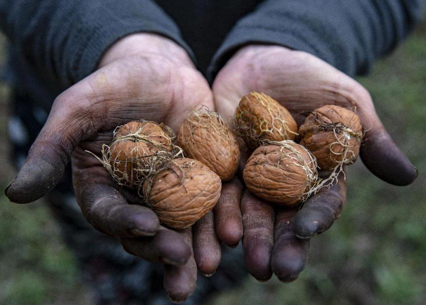 Tescilli Şebin cevizinde rekolte üreticileri sevindirdi! Kilogram fiyatı 350 lira