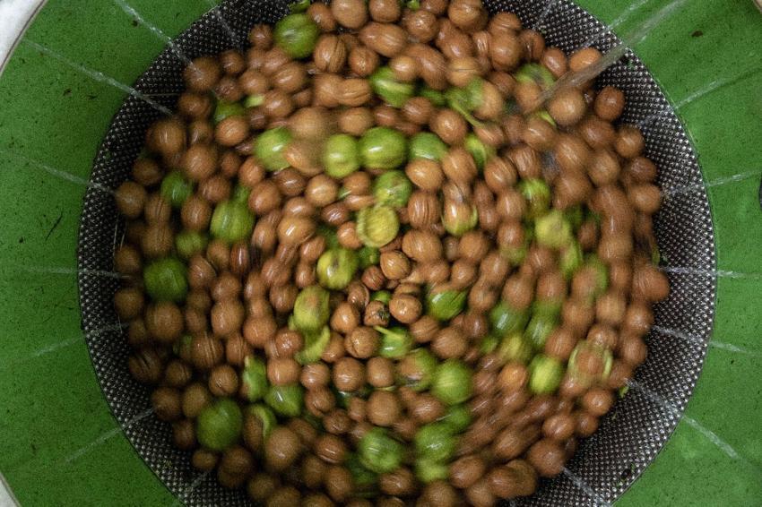 Tescilli Şebin cevizinde rekolte üreticileri sevindirdi! Kilogram fiyatı 350 lira