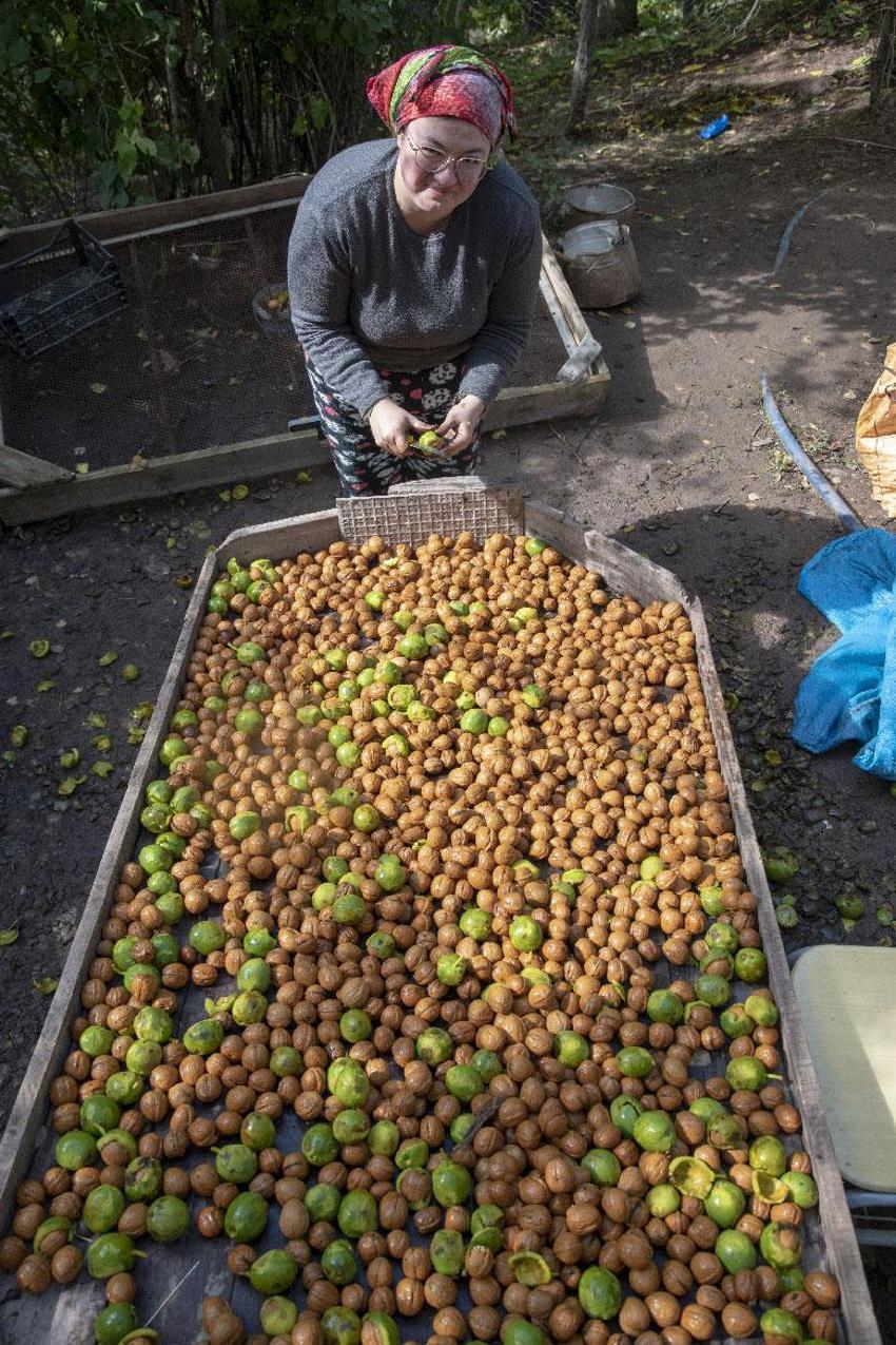 Tescilli Şebin cevizinde rekolte üreticileri sevindirdi! Kilogram fiyatı 350 lira