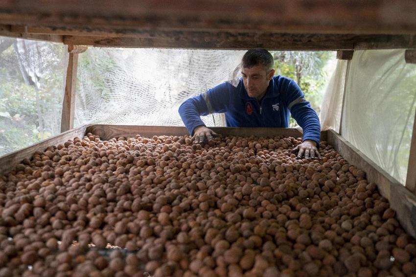 Tescilli Şebin cevizinde rekolte üreticileri sevindirdi! Kilogram fiyatı 350 lira