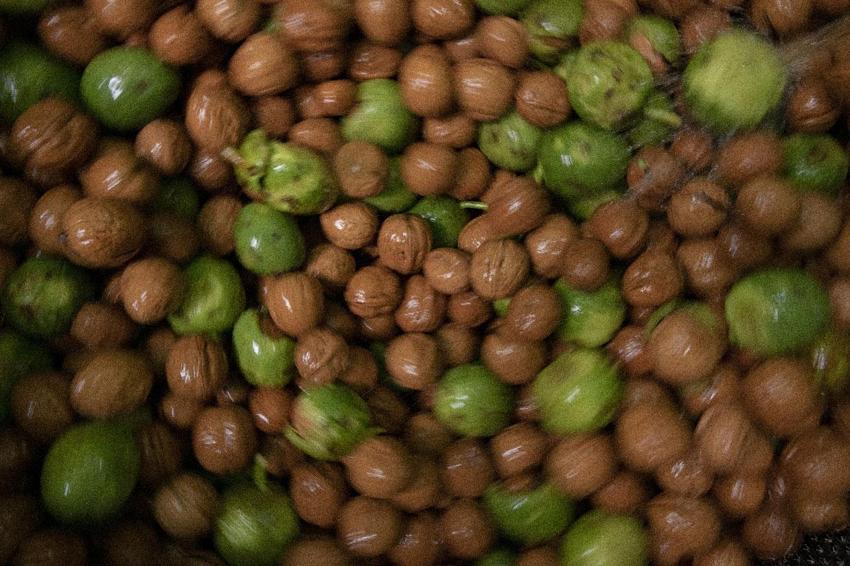 Tescilli Şebin cevizinde rekolte üreticileri sevindirdi! Kilogram fiyatı 350 lira