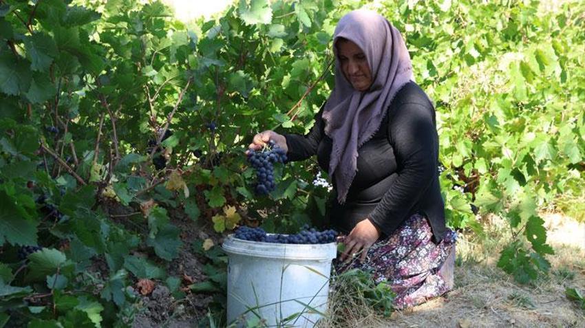 3 bin yıllık coğrafi işaretli 'Erciş karası'nda bağ bozumu heyecanı