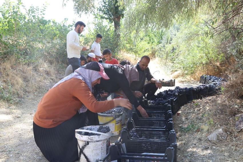 3 bin yıllık coğrafi işaretli 'Erciş karası'nda bağ bozumu heyecanı