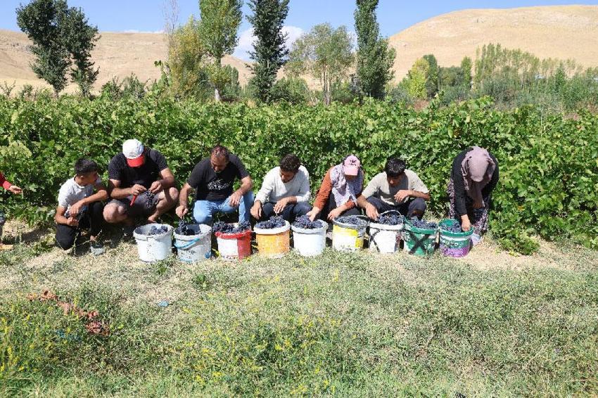 3 bin yıllık coğrafi işaretli 'Erciş karası'nda bağ bozumu heyecanı