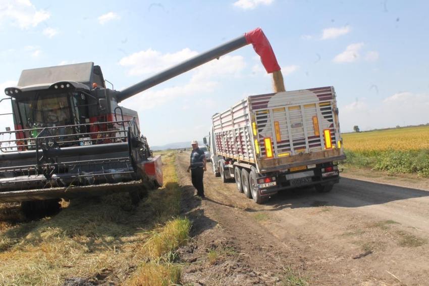 Üretici bayram ediyor! Balıkesir'de hasat başladı: Dekar başına 900 kilo verim