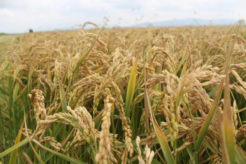 Üretici bayram ediyor! Balıkesir'de hasat başladı: Dekar başına 900 kilo verim