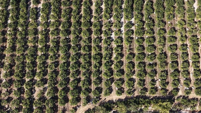 Antalya ve Mersin'i solladı! Serveti duyan gizlice gidiyor, Avrupa sırada: Başka yerde yok
