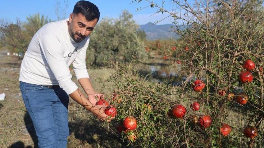 Üreticiler daha önce böylesini görmedi! Hasada günler kala felaket geldi: Tonlarca ürün yerle bir oldu