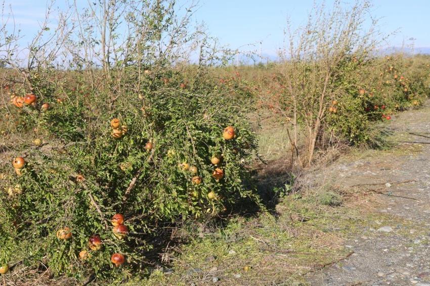 Üreticiler daha önce böylesini görmedi! Hasada günler kala felaket geldi: Tonlarca ürün yerle bir oldu