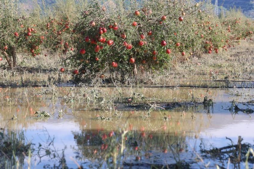Üreticiler daha önce böylesini görmedi! Hasada günler kala felaket geldi: Tonlarca ürün yerle bir oldu