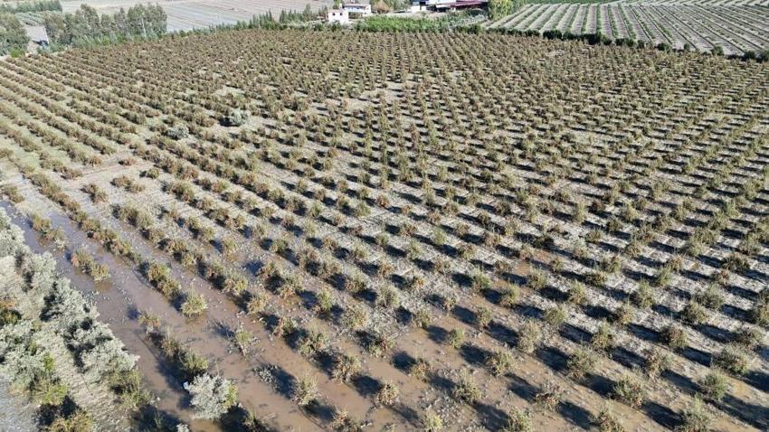 Üreticiler daha önce böylesini görmedi! Hasada günler kala felaket geldi: Tonlarca ürün yerle bir oldu