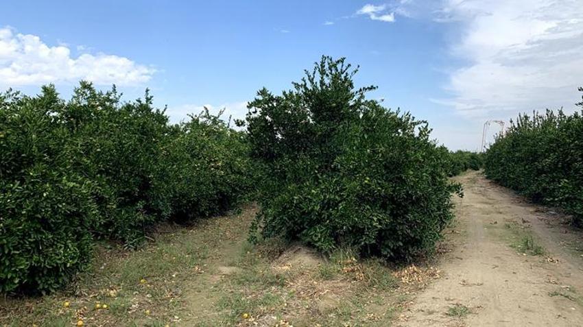 Adana’da o ürün için kritik karar! Boş TIR’lara izin çıktı, Rusya pazarının önü açıldı