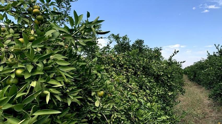 Adana’da o ürün için kritik karar! Boş TIR’lara izin çıktı, Rusya pazarının önü açıldı