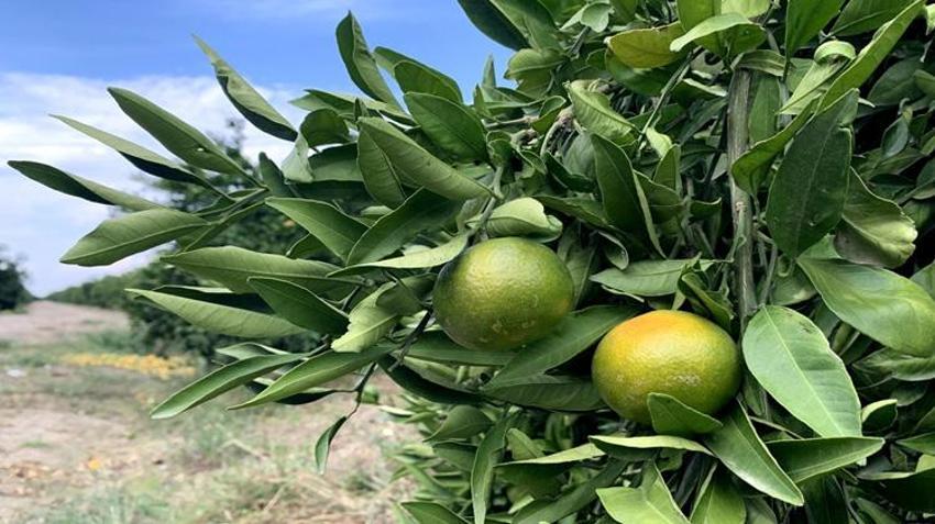 Adana’da o ürün için kritik karar! Boş TIR’lara izin çıktı, Rusya pazarının önü açıldı